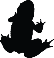 Frog Silhouette